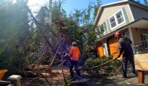 Two workers cutting down a large tree next to a house.