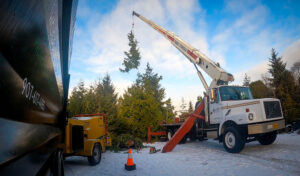 A large boom truck pulling a tree out of a snowy landscape